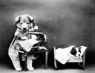 Aranyos kutya vintage fotó