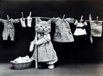 Lindo gatito del vintage de fotos