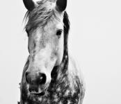 Cavalo ruço, preto e branco