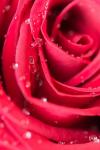 Szczegół róży