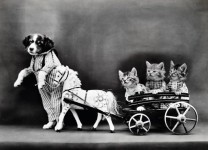 Pes a kočky oblečený Vintage