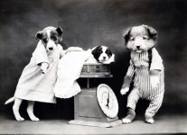 Pes oblečený Vintage foto