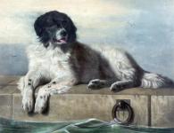 Pintura do cão de Terra Nova