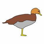 Duck drawing
