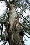 Eucalyptus Tree Trunk
