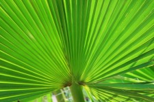 вентилятор листьев пальмы