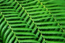 Abstract Fern