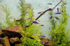 Fish In An Aquarium