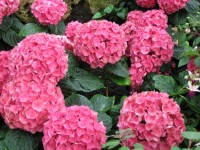 Blume rosa Hortensien