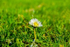 Květina v zelené trávě