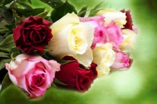 Blommor - rosa
