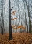 Foggy Wald