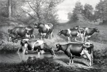 Vacile Fresian în pășune