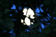 Full moon behind fig tree