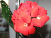 Geranio de flor roja