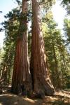 Gigant Copaci Redwood în Yosemite