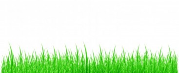 Grass fehér háttér