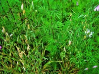 Green Background With Wild Grass