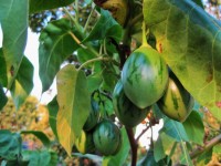 Green Fruit On Tree Tomato