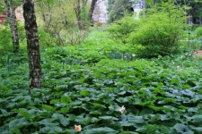 Green undergrowth, botanical garden