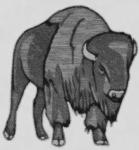 Grijs bison