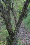 Hawthorn strom podél stezky