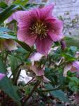 Helleborus, ellébore, Rose de Carême