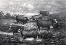 Hereford Steers Vintage Illustrazione