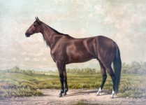 Portrait de cheval de peinture