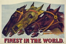 Carreras de caballos Poster