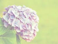 Hydrangea-Blumen-Weinlese-Art