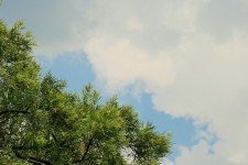 Karee Tree Against Sky