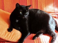 Gato Blacky en el sofá me