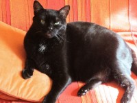 Cat Blacky en vista frontal
