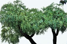 Kiepersol tree