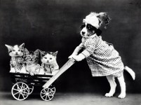 Koťata a štěně Vintage foto