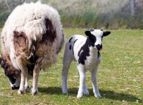 Agneau Moutons de bébé