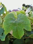 Large grape vine leaf