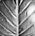 Large Green Leaf With Veining