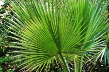 Feuilles de palmier ventilateur