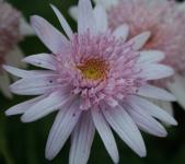 Light pink daisy