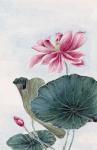 Lotus Flower Planta