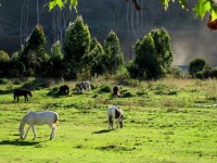 Weide met paarden, Drakensbergen