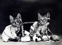 Naughty kattungar Vintagefoto