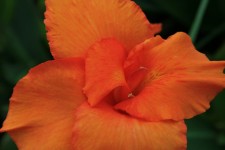 Flor canna laranja