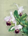 Цветы орхидеи Живопись
