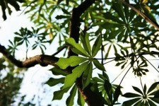 Ornamental Pawpaw Leaf