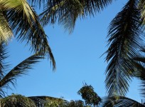 Palm Tree fundal