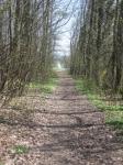 Path Woods