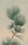 Pine Tree Cone & nålar (2)